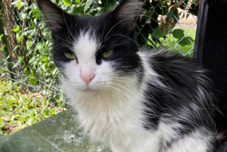 Fundmeldung Katze  Unbekannt Bois-d'Arcy Frankreich