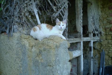 Vermisstmeldung Katze Männliche , 7 jahre Marciac Frankreich