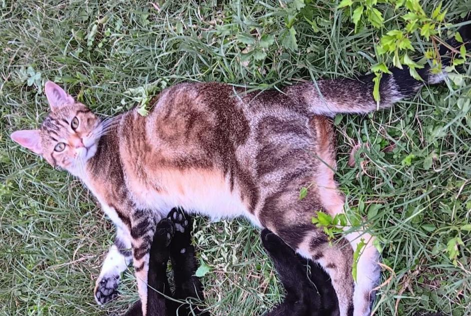 Vermisstmeldung Katze  Männliche , 1 jahre Crest Frankreich