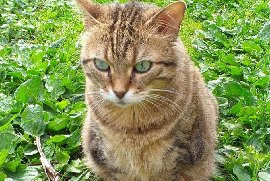 Vermisstmeldung Katze Weiblich , 9 jahre Estrées Frankreich