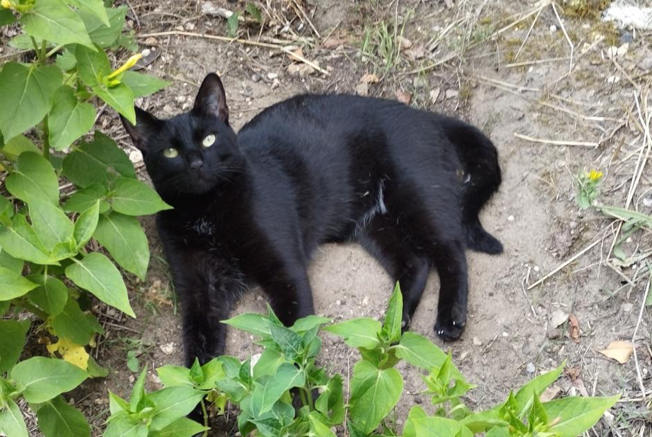 Vermisstmeldung Katze rassenmischung Männliche , 1 jahre Montgeron Frankreich