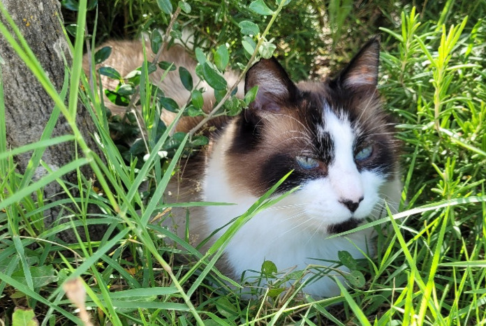 Vermisstmeldung Katze Männliche , 10 jahre Carpentras Frankreich