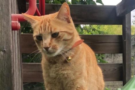 Disappearance alert Cat Male , 2 years L'Haÿ-les-Roses France