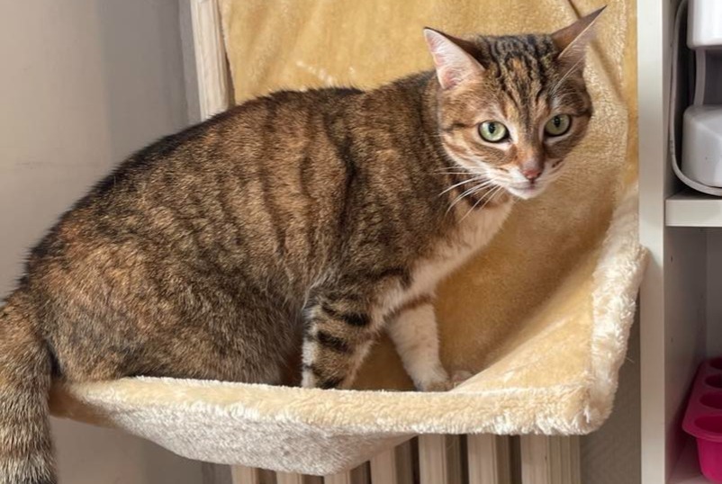 Disappearance alert Cat Female , 11 years Maisons-Alfort France