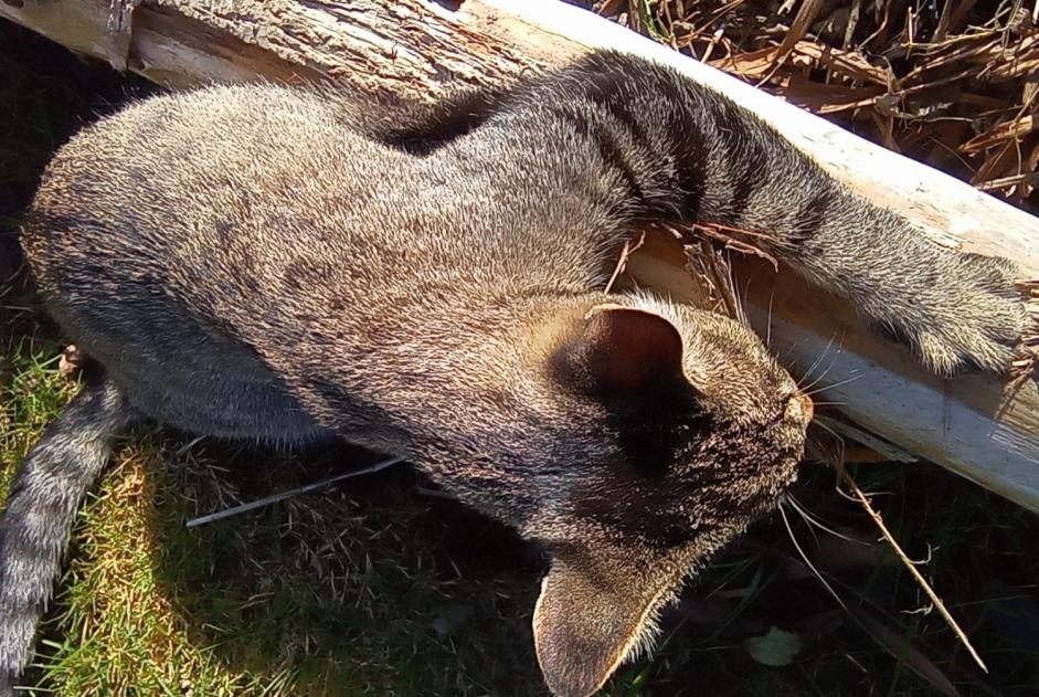 Disappearance alert Cat miscegenation Male , 4 years Trégueux France