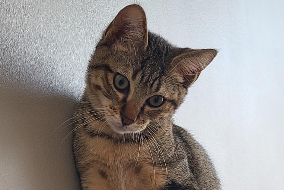 Disappearance alert Cat Male , 1 years Valence France