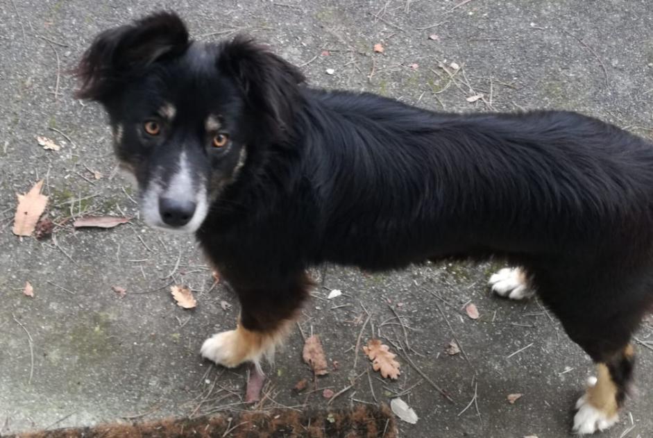 Discovery alert Dog Female Sauvelade France