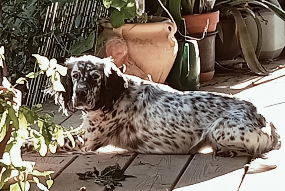 Disappearance alert Dog  Female , 5 years Vic-Fezensac France