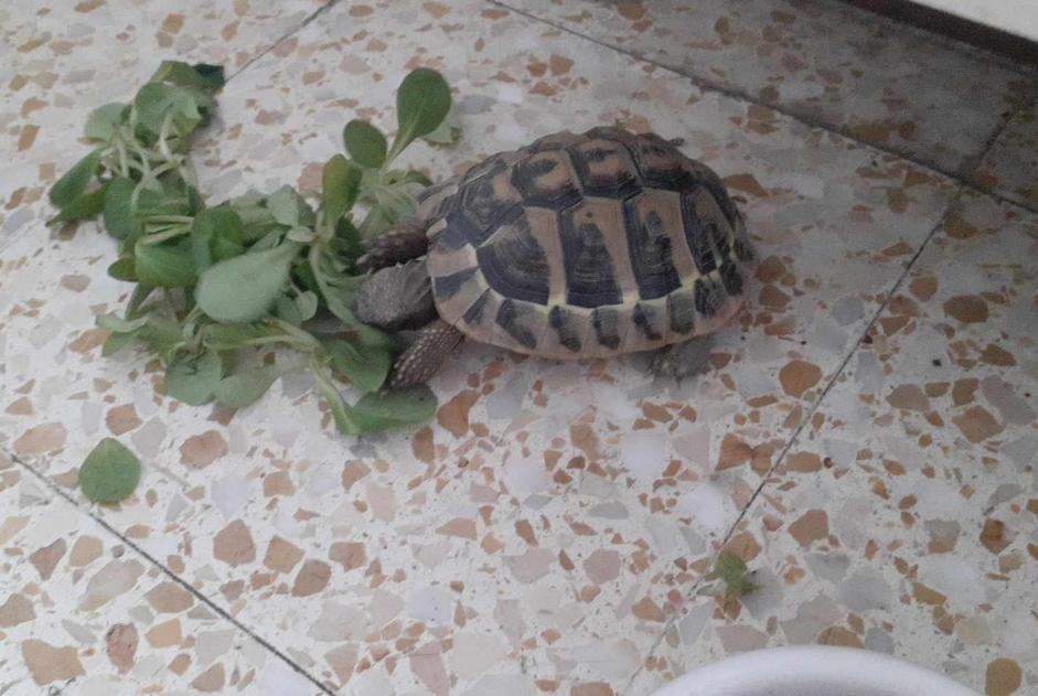 Discovery alert Tortoise Unknown Avignon France