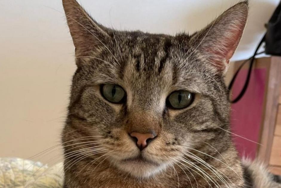 Alerta de Desaparición Gato cruce Macho , 6 años Neuilly-sur-Seine Francia