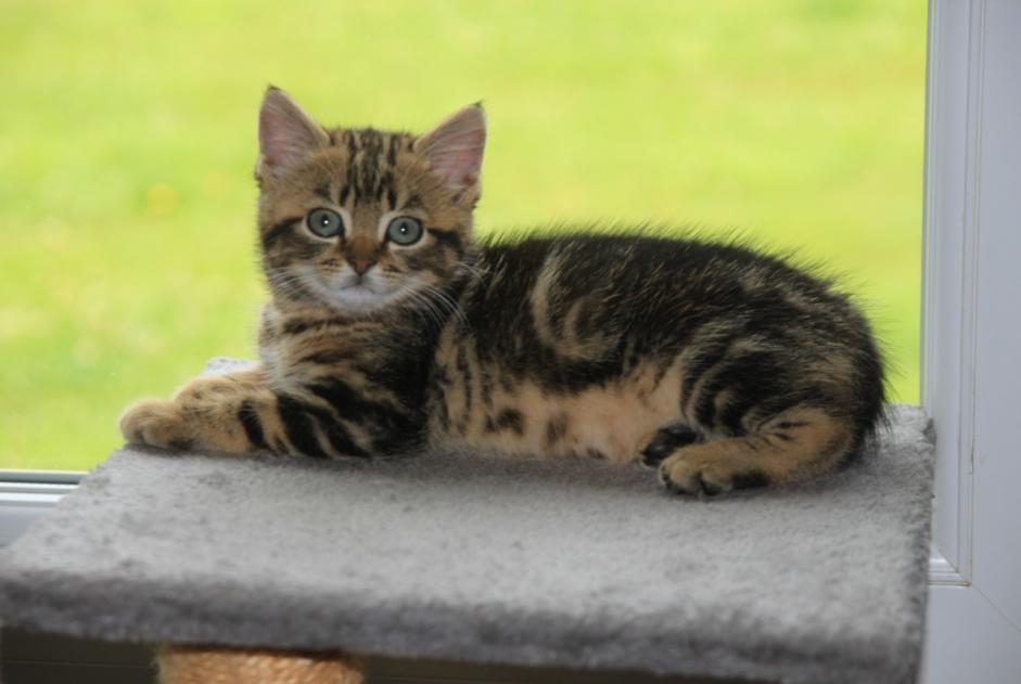 Alerta de Desaparición Gato  Hembra , 0 años Narrosse Francia