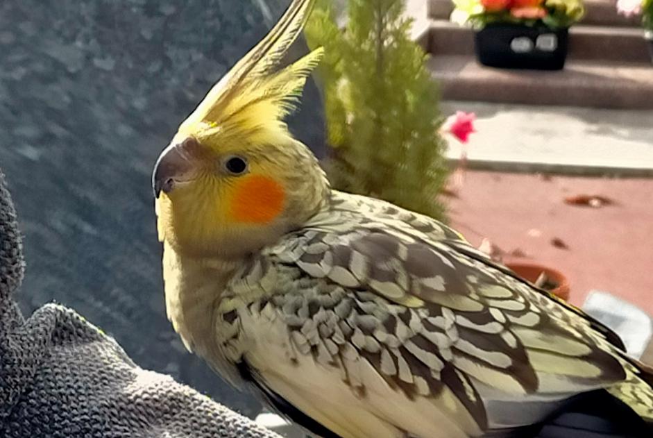 Alerta de Hallazgo Pájaro Desconocido Le Blanc-Mesnil Francia