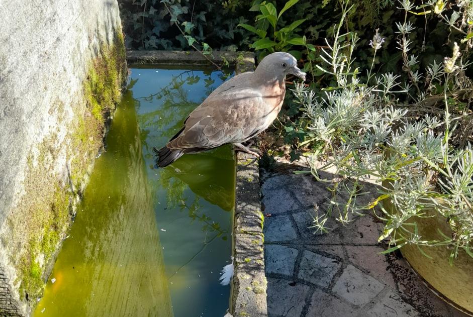 Alerta de Hallazgo Pájaro Desconocido Maurepas Francia