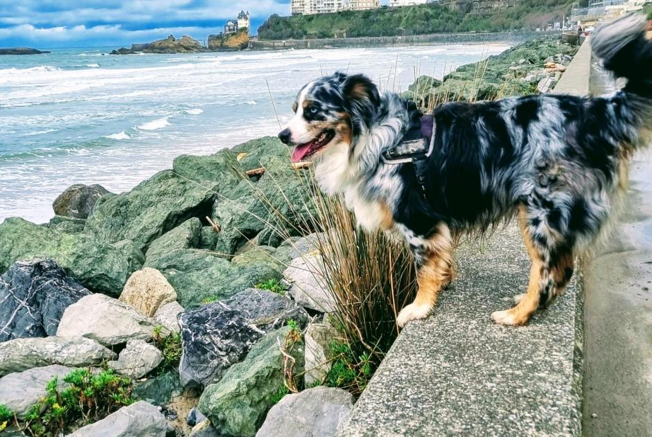 Alerta de Desaparición Perro  Macho , 6 años Bayonne Francia