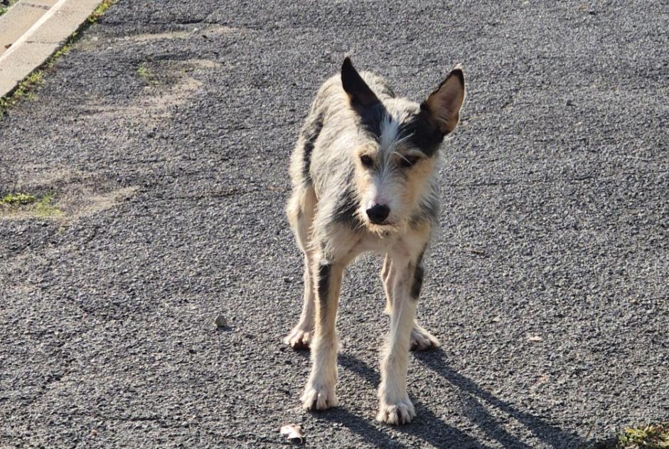 Alerta de Hallazgo Perro cruce Desconocido Cazouls-lès-Béziers Francia