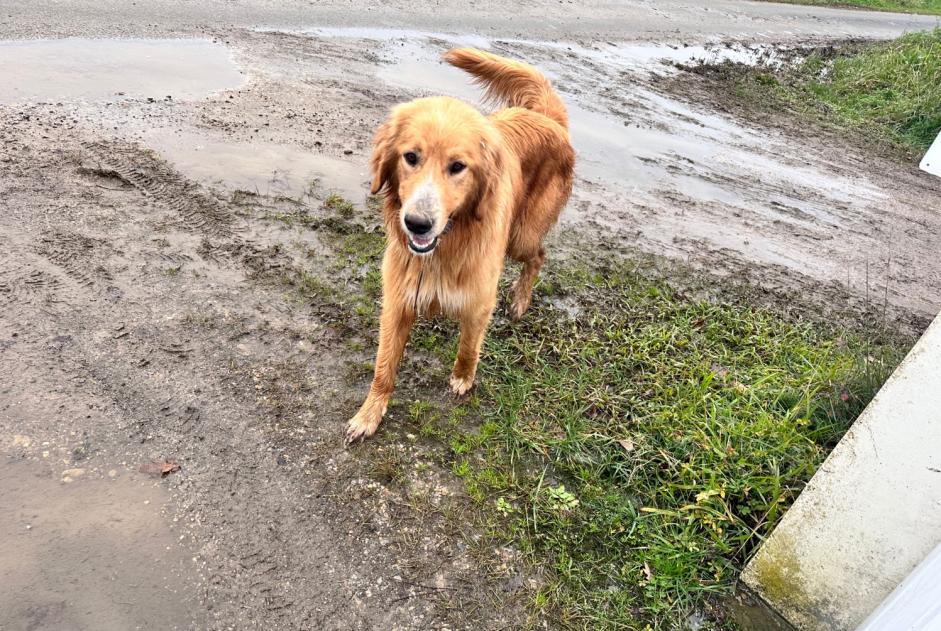 Alerta de Hallazgo Perro cruce Desconocido Nassiet Francia