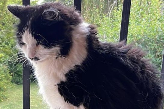 Alerte Disparition Chat Mâle , 7 ans Paris France