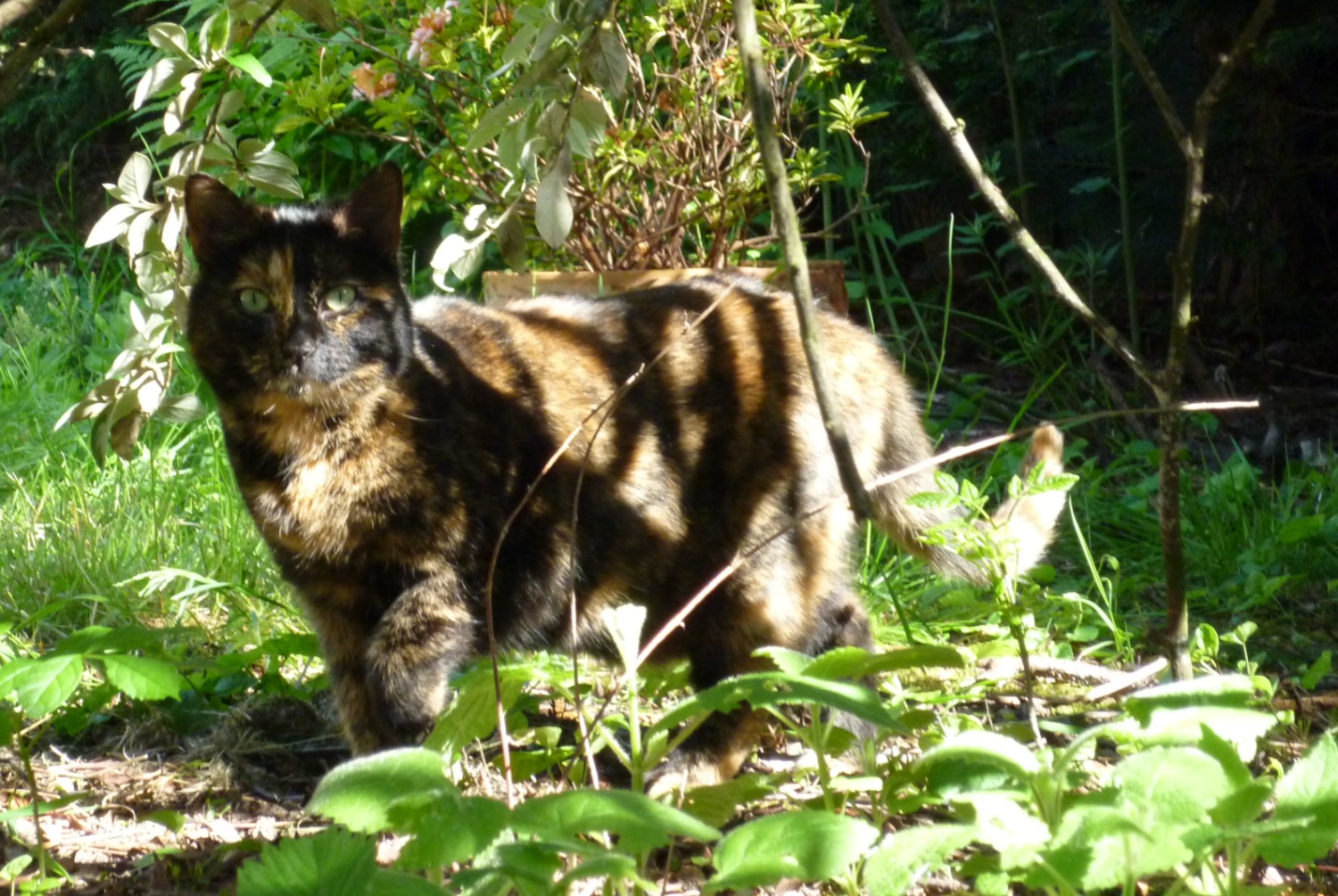 Alerte Disparition Chat Femelle , 12 ans Pontault-Combault France