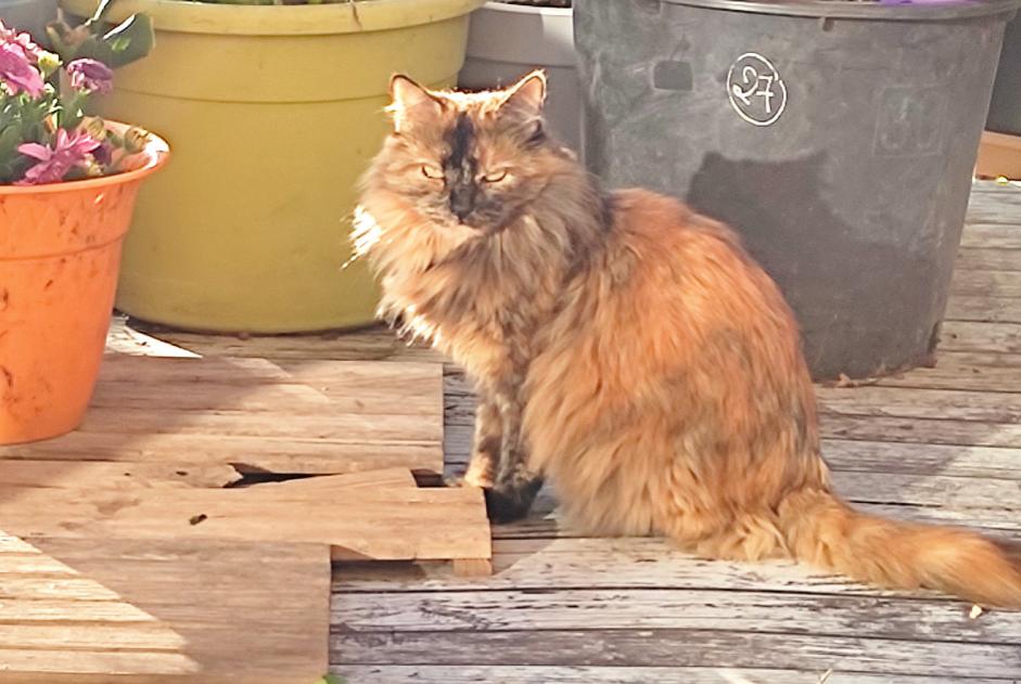 Alerte Disparition Chat Femelle , 7 ans Mèze France