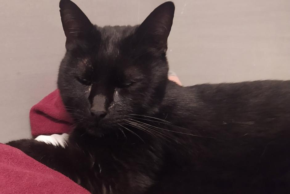 Alerte Disparition Chat Mâle , 16 ans Bougival France