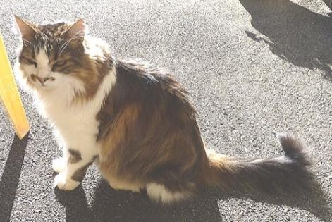 Alerte Disparition Chat croisement Mâle , 19 ans Les Fontenelles France