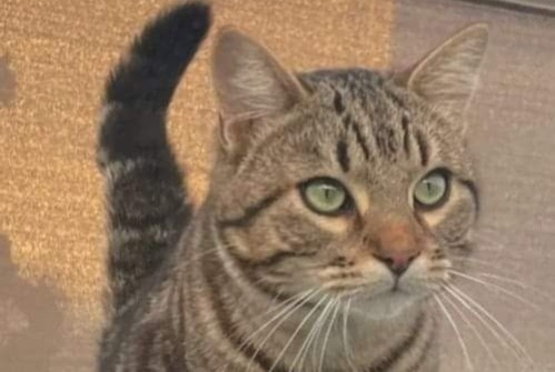 Alerte Disparition Chat Mâle , 3 ans Sète France