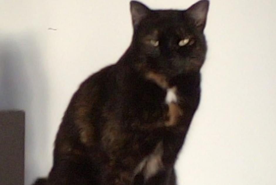 Alerte Disparition Chat croisement Femelle , 4 ans Sauzet France