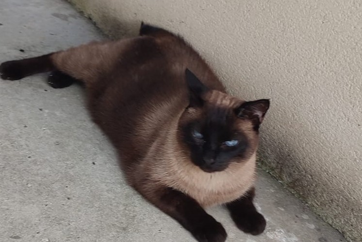 Alerte Disparition Chat  Femelle , 10 ans Saint-Paul-lès-Dax France