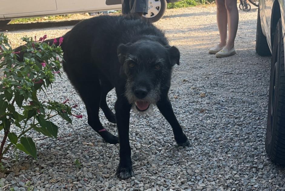 Alerte Disparition Chien croisement Mâle , 7 ans Viols-le-Fort France