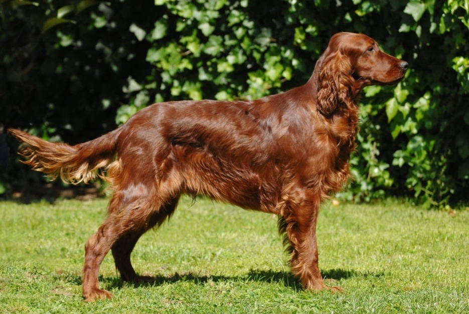 Alerte Découverte Chien  Inconnu Bailly-Romainvilliers France