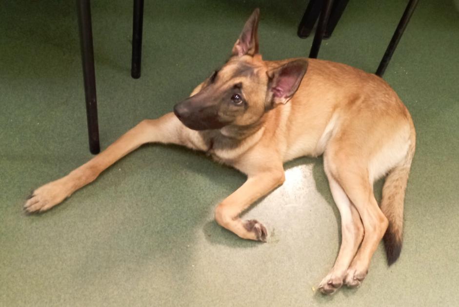 Alerte Découverte Chien  Femelle Fontenay-aux-Roses France