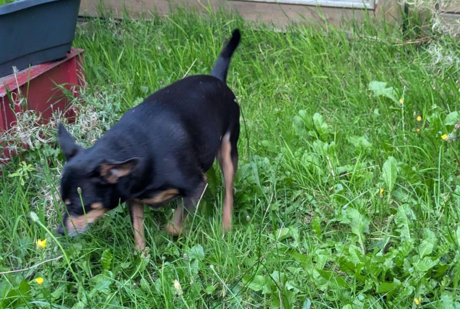 Alerte Découverte Chien  Mâle Loos France