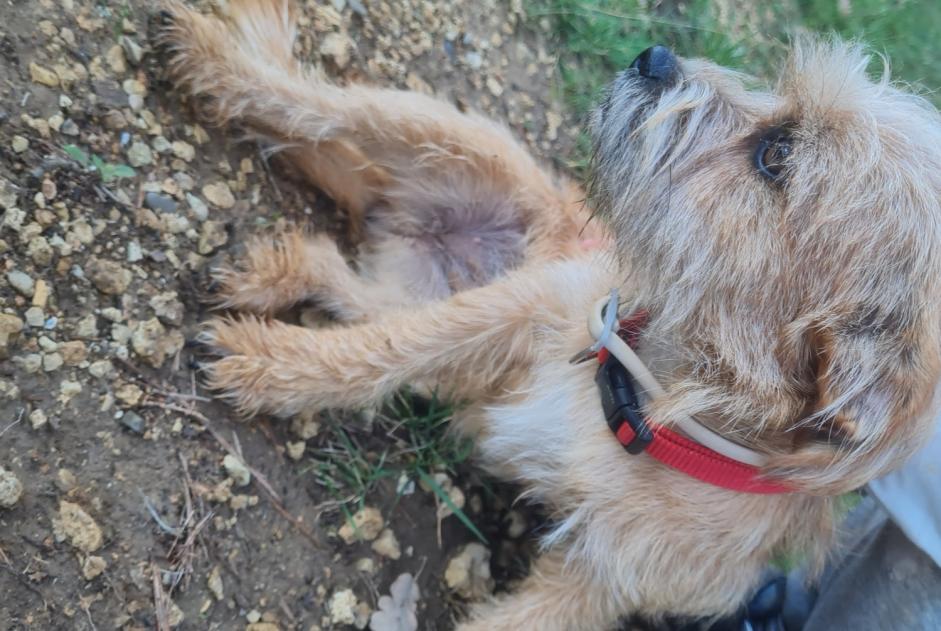 Avviso Ritrovamento Cane incrocio di razze Non conosciuta Artignosc-sur-Verdon Francia