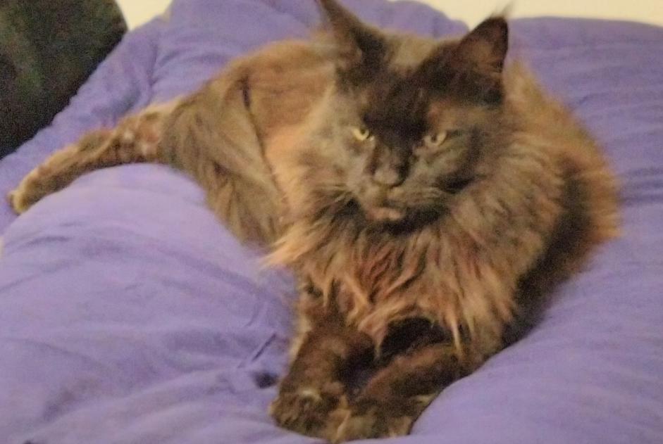 Avviso scomparsa Gatto  Femmina , 10 anni Le Beausset Francia