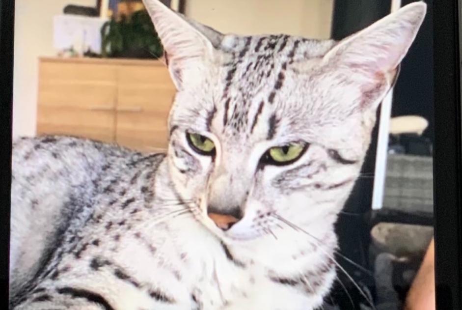 Avviso scomparsa Gatto  Maschio , 4 anni Montbéliard Francia