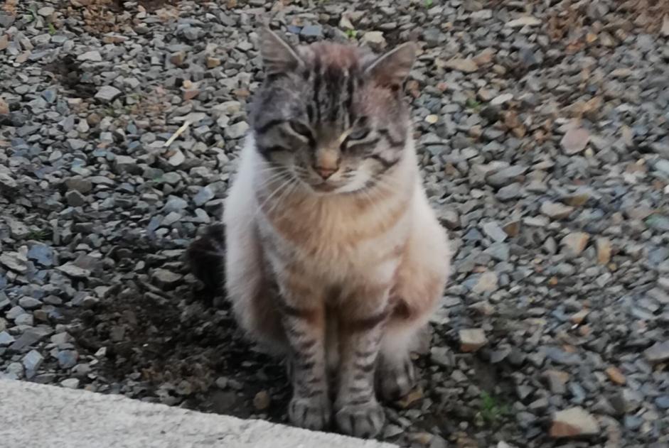 Avviso scomparsa Gatto  Maschio , 4 anni Lanvollon Francia