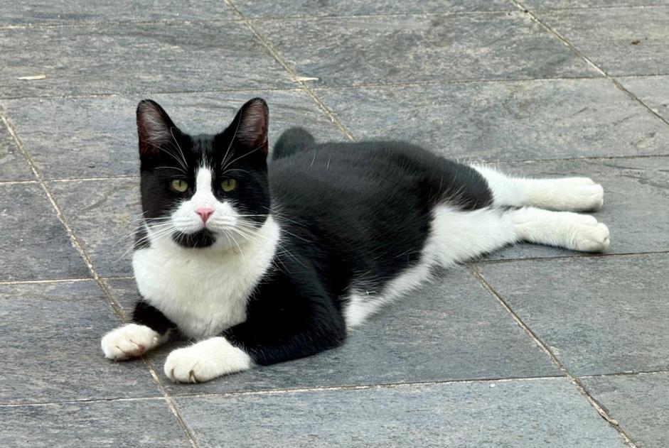 Avviso scomparsa Gatto Maschio , 2024 anni Palaiseau Francia