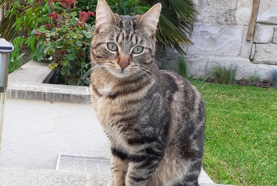 Avviso scomparsa Gatto Maschio , 4 anni Messy Francia