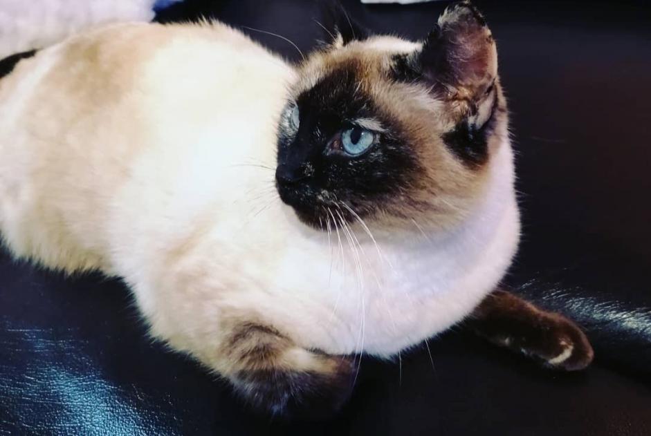 Avviso scomparsa Gatto  Femmina , 13 anni Hélette Francia