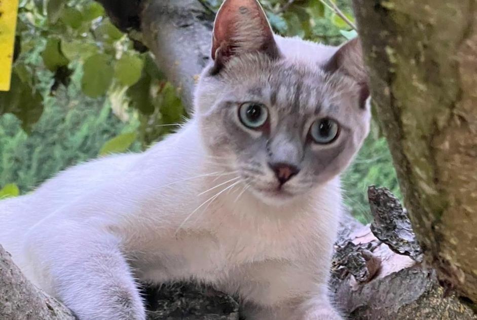 Verdwijningsalarm Kat  Mannetje , 1 jaar Pertuis Frankrijk