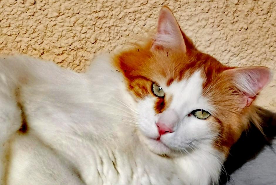 Alerta desaparecimento Gato cruzamento Macho , 5 anos Chaville France