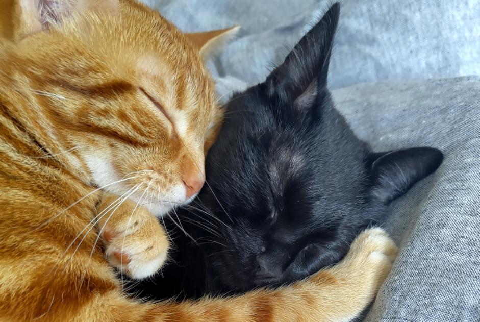 Alerta desaparecimento Gato cruzamento Fêmea , 1 anos Houdan France