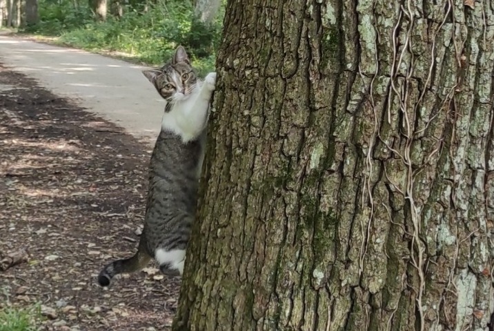 Alerta desaparecimento Gato  Fêmea , 1 anos Boissy-Mauvoisin France