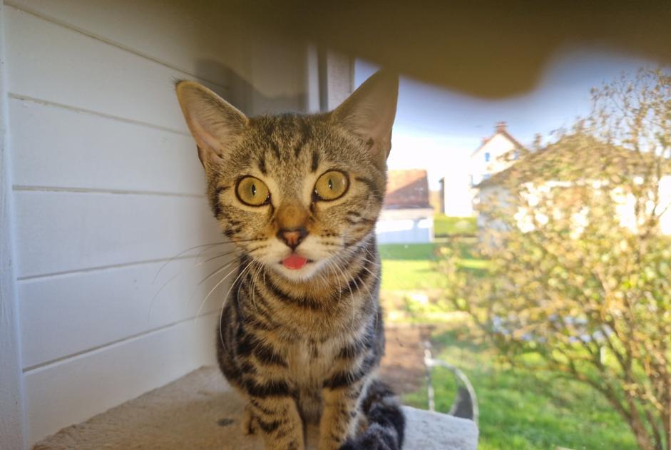 Alerta desaparecimento Gato cruzamento Fêmea , 0 anos Badevel France