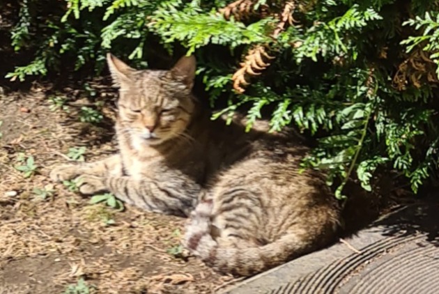 Alerta descoberta Gato Fêmea Bondy France